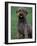 Domestic Dog -Lagotta Romagnolo Sitting Portrait-Adriano Bacchella-Framed Photographic Print