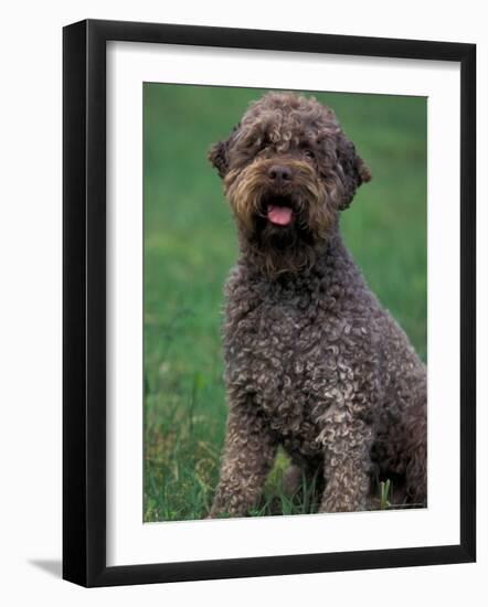 Domestic Dog -Lagotta Romagnolo Sitting Portrait-Adriano Bacchella-Framed Photographic Print