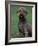 Domestic Dog -Lagotta Romagnolo Sitting Portrait-Adriano Bacchella-Framed Photographic Print