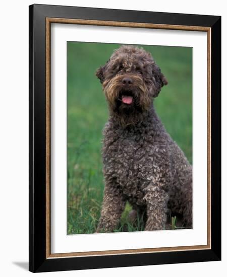 Domestic Dog -Lagotta Romagnolo Sitting Portrait-Adriano Bacchella-Framed Photographic Print