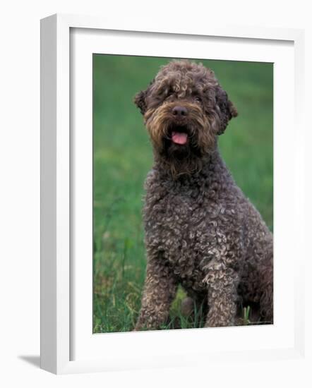 Domestic Dog -Lagotta Romagnolo Sitting Portrait-Adriano Bacchella-Framed Photographic Print