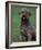 Domestic Dog -Lagotta Romagnolo Sitting Portrait-Adriano Bacchella-Framed Photographic Print