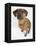 Domestic Dog, Rhodesian Ridgeback Looking Up-Petra Wegner-Framed Premier Image Canvas