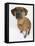 Domestic Dog, Rhodesian Ridgeback Looking Up-Petra Wegner-Framed Premier Image Canvas