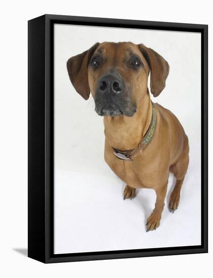 Domestic Dog, Rhodesian Ridgeback Looking Up-Petra Wegner-Framed Premier Image Canvas