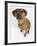 Domestic Dog, Rhodesian Ridgeback Looking Up-Petra Wegner-Framed Photographic Print