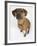 Domestic Dog, Rhodesian Ridgeback Looking Up-Petra Wegner-Framed Photographic Print