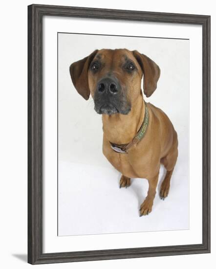 Domestic Dog, Rhodesian Ridgeback Looking Up-Petra Wegner-Framed Photographic Print