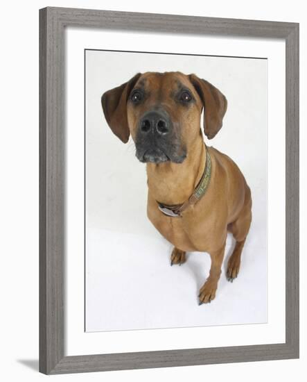 Domestic Dog, Rhodesian Ridgeback Looking Up-Petra Wegner-Framed Photographic Print