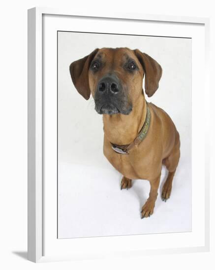 Domestic Dog, Rhodesian Ridgeback Looking Up-Petra Wegner-Framed Photographic Print