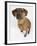 Domestic Dog, Rhodesian Ridgeback Looking Up-Petra Wegner-Framed Photographic Print