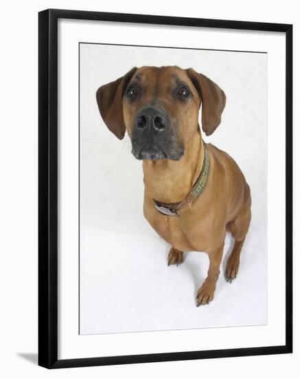 Domestic Dog, Rhodesian Ridgeback Looking Up-Petra Wegner-Framed Photographic Print