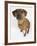 Domestic Dog, Rhodesian Ridgeback Looking Up-Petra Wegner-Framed Photographic Print