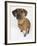 Domestic Dog, Rhodesian Ridgeback Looking Up-Petra Wegner-Framed Photographic Print