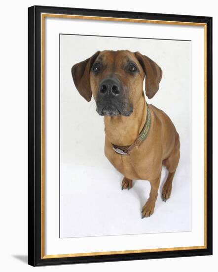 Domestic Dog, Rhodesian Ridgeback Looking Up-Petra Wegner-Framed Photographic Print