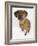 Domestic Dog, Rhodesian Ridgeback Looking Up-Petra Wegner-Framed Photographic Print