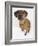 Domestic Dog, Rhodesian Ridgeback Looking Up-Petra Wegner-Framed Photographic Print