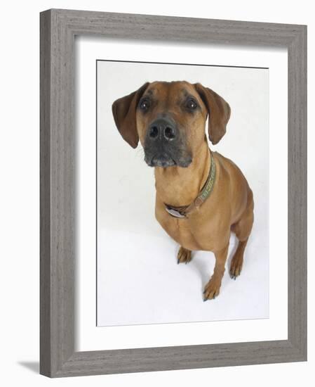 Domestic Dog, Rhodesian Ridgeback Looking Up-Petra Wegner-Framed Photographic Print