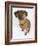 Domestic Dog, Rhodesian Ridgeback Looking Up-Petra Wegner-Framed Photographic Print