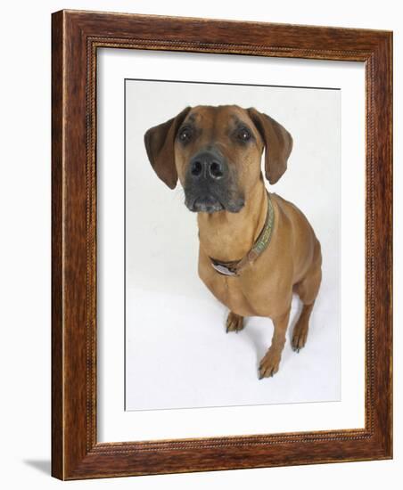 Domestic Dog, Rhodesian Ridgeback Looking Up-Petra Wegner-Framed Photographic Print