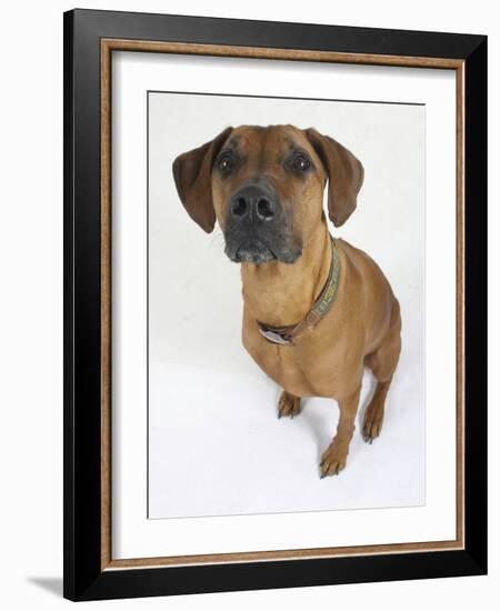 Domestic Dog, Rhodesian Ridgeback Looking Up-Petra Wegner-Framed Photographic Print