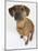 Domestic Dog, Rhodesian Ridgeback Looking Up-Petra Wegner-Mounted Photographic Print