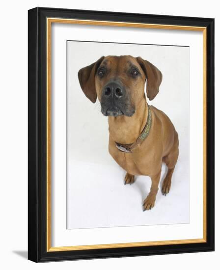 Domestic Dog, Rhodesian Ridgeback Looking Up-Petra Wegner-Framed Photographic Print