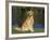 Domestic Dog Sitting Portrait, Golden Retriever, (Canis Familiaris) Illinois, USA-Lynn M. Stone-Framed Photographic Print