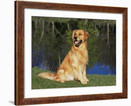 Domestic Dog Sitting Portrait, Golden Retriever, (Canis Familiaris) Illinois, USA-Lynn M. Stone-Framed Photographic Print