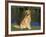 Domestic Dog Sitting Portrait, Golden Retriever, (Canis Familiaris) Illinois, USA-Lynn M. Stone-Framed Photographic Print