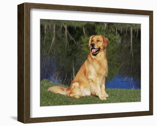 Domestic Dog Sitting Portrait, Golden Retriever, (Canis Familiaris) Illinois, USA-Lynn M. Stone-Framed Photographic Print