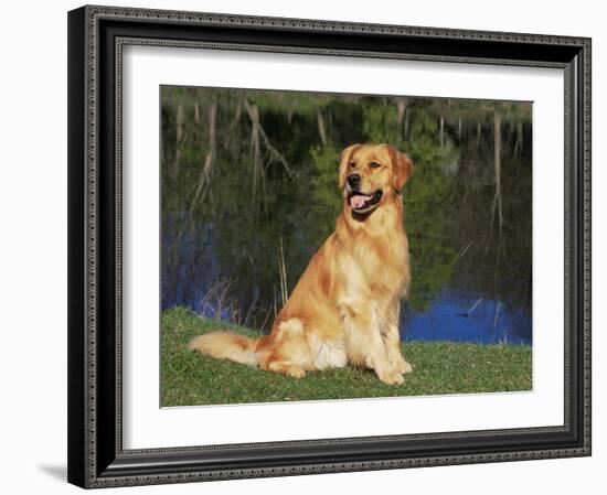 Domestic Dog Sitting Portrait, Golden Retriever, (Canis Familiaris) Illinois, USA-Lynn M. Stone-Framed Photographic Print