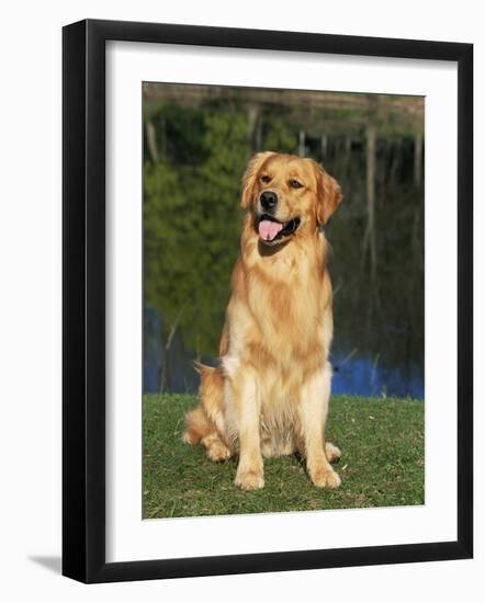 Domestic Dog Sitting Portrait, Golden Retriever (Canis Familiaris) Illinois, USA-Lynn M. Stone-Framed Photographic Print