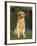 Domestic Dog Sitting Portrait, Golden Retriever (Canis Familiaris) Illinois, USA-Lynn M. Stone-Framed Photographic Print