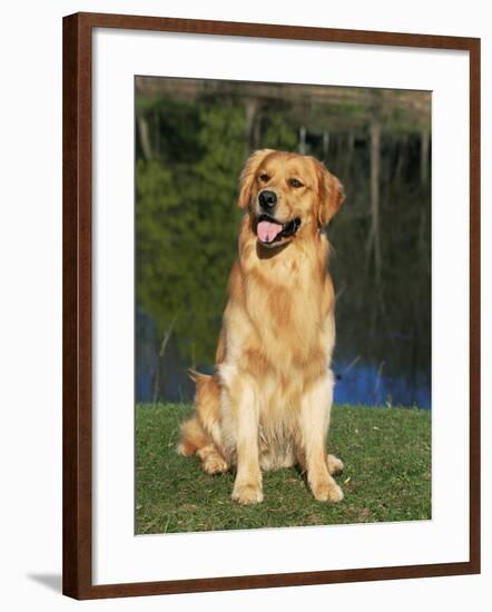 Domestic Dog Sitting Portrait, Golden Retriever (Canis Familiaris) Illinois, USA-Lynn M. Stone-Framed Photographic Print