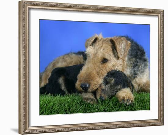 Domestic Dog, Welsh Terrier with Puppy, 7 Weeks-Petra Wegner-Framed Photographic Print