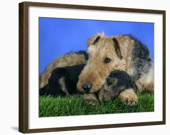 Domestic Dog, Welsh Terrier with Puppy, 7 Weeks-Petra Wegner-Framed Photographic Print