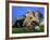 Domestic Dog, Welsh Terrier with Puppy, 7 Weeks-Petra Wegner-Framed Photographic Print