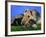 Domestic Dog, Welsh Terrier with Puppy, 7 Weeks-Petra Wegner-Framed Photographic Print