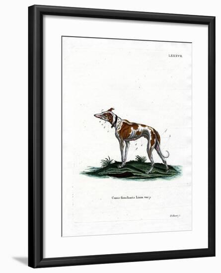 Domestic Dog-null-Framed Giclee Print