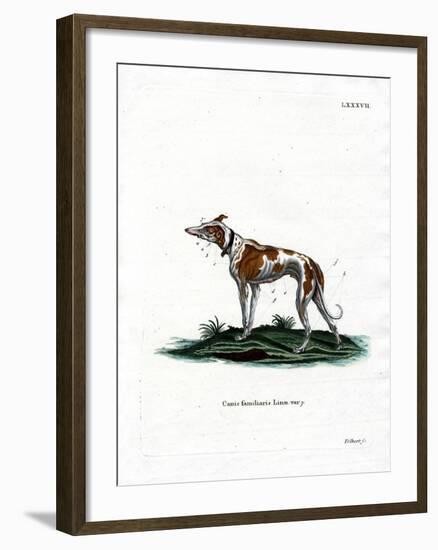 Domestic Dog-null-Framed Giclee Print