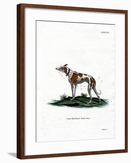 Domestic Dog-null-Framed Giclee Print