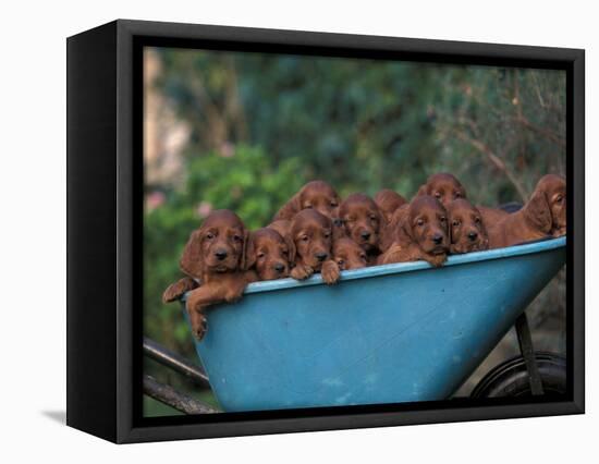 Domestic Dogs, a Wheelbarrow Full of Irish / Red Setter Puppies-Adriano Bacchella-Framed Premier Image Canvas