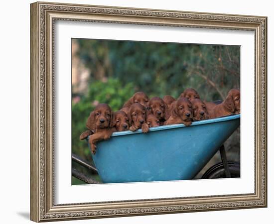 Domestic Dogs, a Wheelbarrow Full of Irish / Red Setter Puppies-Adriano Bacchella-Framed Photographic Print