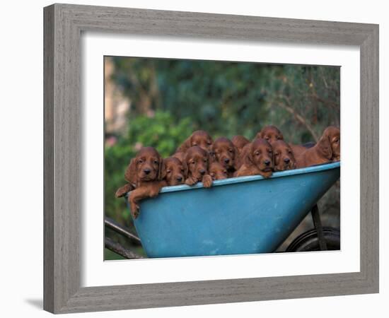 Domestic Dogs, a Wheelbarrow Full of Irish / Red Setter Puppies-Adriano Bacchella-Framed Photographic Print