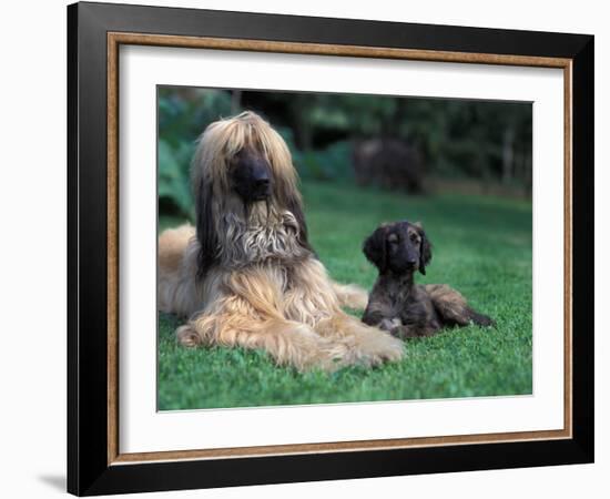 Domestic Dogs, Afghan Hound Lying on Grass with Puppy-Adriano Bacchella-Framed Photographic Print