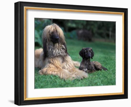 Domestic Dogs, Afghan Hound Lying on Grass with Puppy-Adriano Bacchella-Framed Photographic Print