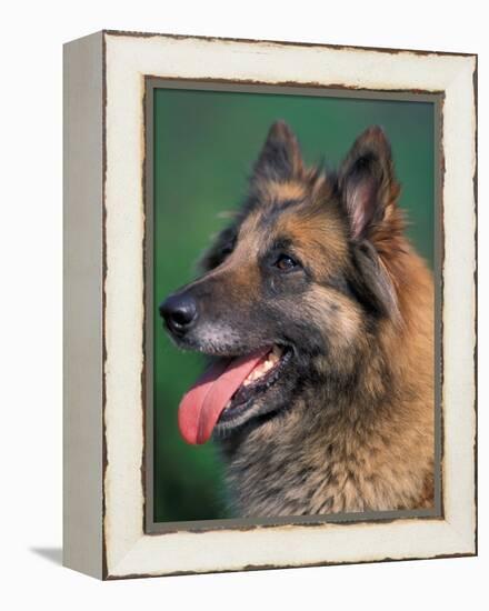 Domestic Dogs, Belgian Malinois / Shepherd Dog Face Portrait-Adriano Bacchella-Framed Premier Image Canvas