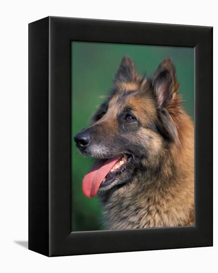 Domestic Dogs, Belgian Malinois / Shepherd Dog Face Portrait-Adriano Bacchella-Framed Premier Image Canvas