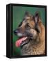 Domestic Dogs, Belgian Malinois / Shepherd Dog Face Portrait-Adriano Bacchella-Framed Premier Image Canvas